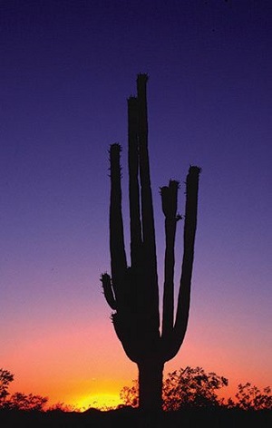 アリゾナにあるソノラ砂漠にて、ビル5階の高さまで成長しているサグアロサボテン