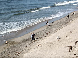 ハンティントンビーチのDog Beach。犬が波打ち際で遊んでいる