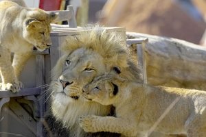 写真「ライオンの親子」