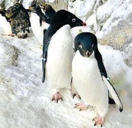 トコトコ歩きが愛らしい Penguin Encounter