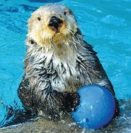 背泳ぎがお得意 Sea Otters