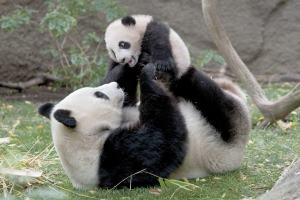 写真「サンディエゴ動物園で人気のパンダ」