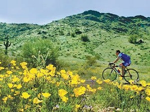 アリゾナ・フェニックスのサウス・マウンテン・パークにて花畑の中ではサイクリングを楽しめる