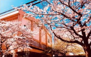 冷泉コラム_桜の時期の卒業式・入学式