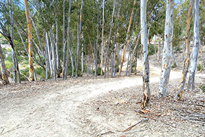 East Shepherd Canyon Trail