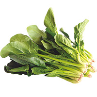 Sungreen_image03