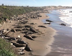 Piedras Blancas Elephant Seal Rookery