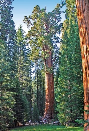 一度は行きたい 大自然セコイア キングスキャニオン国立公園 ロサンゼルス観光ガイド 現地情報誌ライトハウス