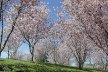 ロサンゼルスのお花見スポット