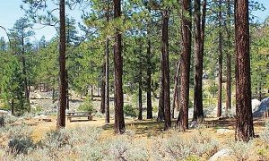 Horse Flats Campground