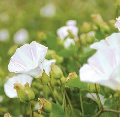 チャネルアイランドに咲いている薄ピンクの花