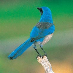 チャネルアイランドにいる美しい青い鳥・アメリカカケス
