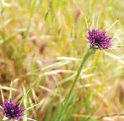 チャネルアイランドにいる紫の花