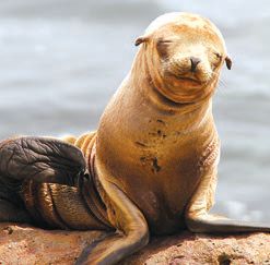 チャネルアイランドにいる海の動物