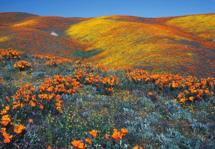 Antelope Valley California Poppy State Reserve