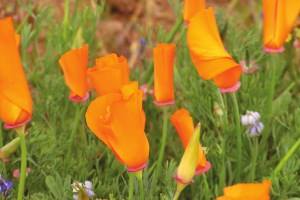 Antelope Valley California Poppy State Reserve