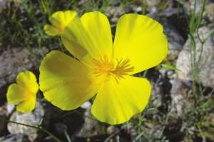 Antelope Valley California Poppy State Reserve