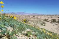 Antelope Valley California Poppy State Reserve