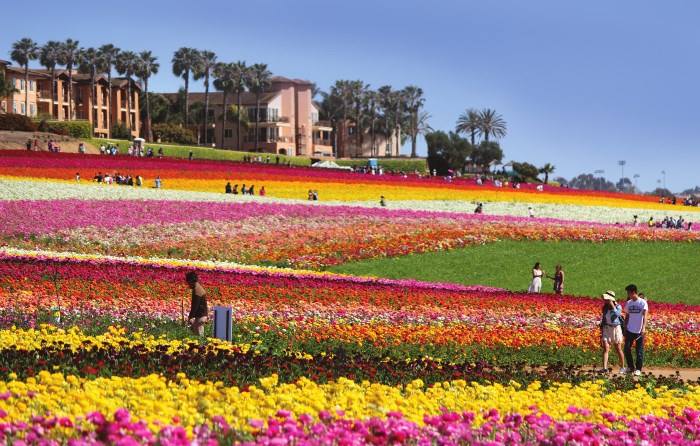 The Flower Fields