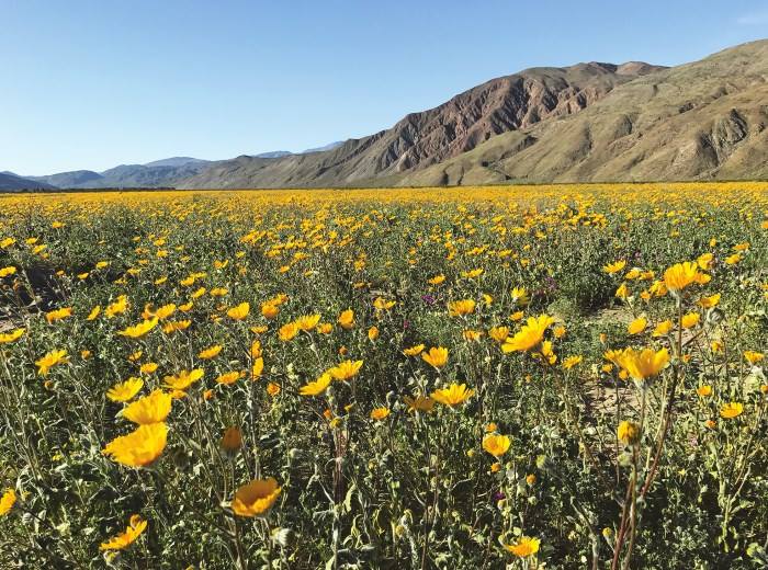 Anza-Borrego Desert State Park