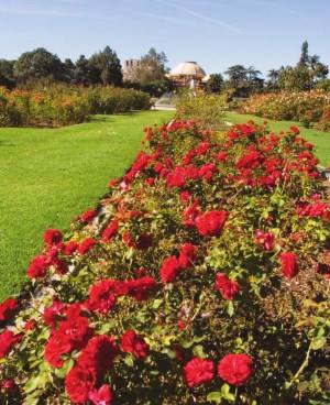 Exposition Park Rose Garden