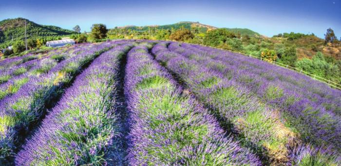 Keys Creek Lavender Fields