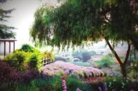 Keys Creek Lavender Fields