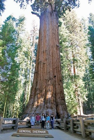 一度は行きたい 大自然セコイア キングスキャニオン国立公園 ロサンゼルス観光ガイド 現地情報誌ライトハウス