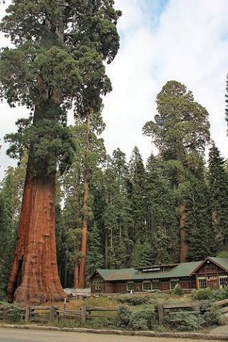 一度は行きたい 大自然セコイア キングスキャニオン国立公園 ロサンゼルス観光ガイド 現地情報誌ライトハウス