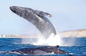 クジラ