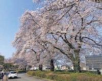 葛西夫妻（仮名）