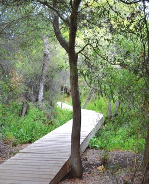 D地点（Los Penasquitos Canyon Preserve）