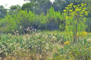 Los Penasquitos Canyon Preserve風景