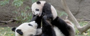 規模も人気もワールドクラスの動物園「サンディエゴ動物園（San Diego Zoo）」