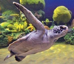 スイスイと優雅に泳ぐウミガメ Turtle Reef